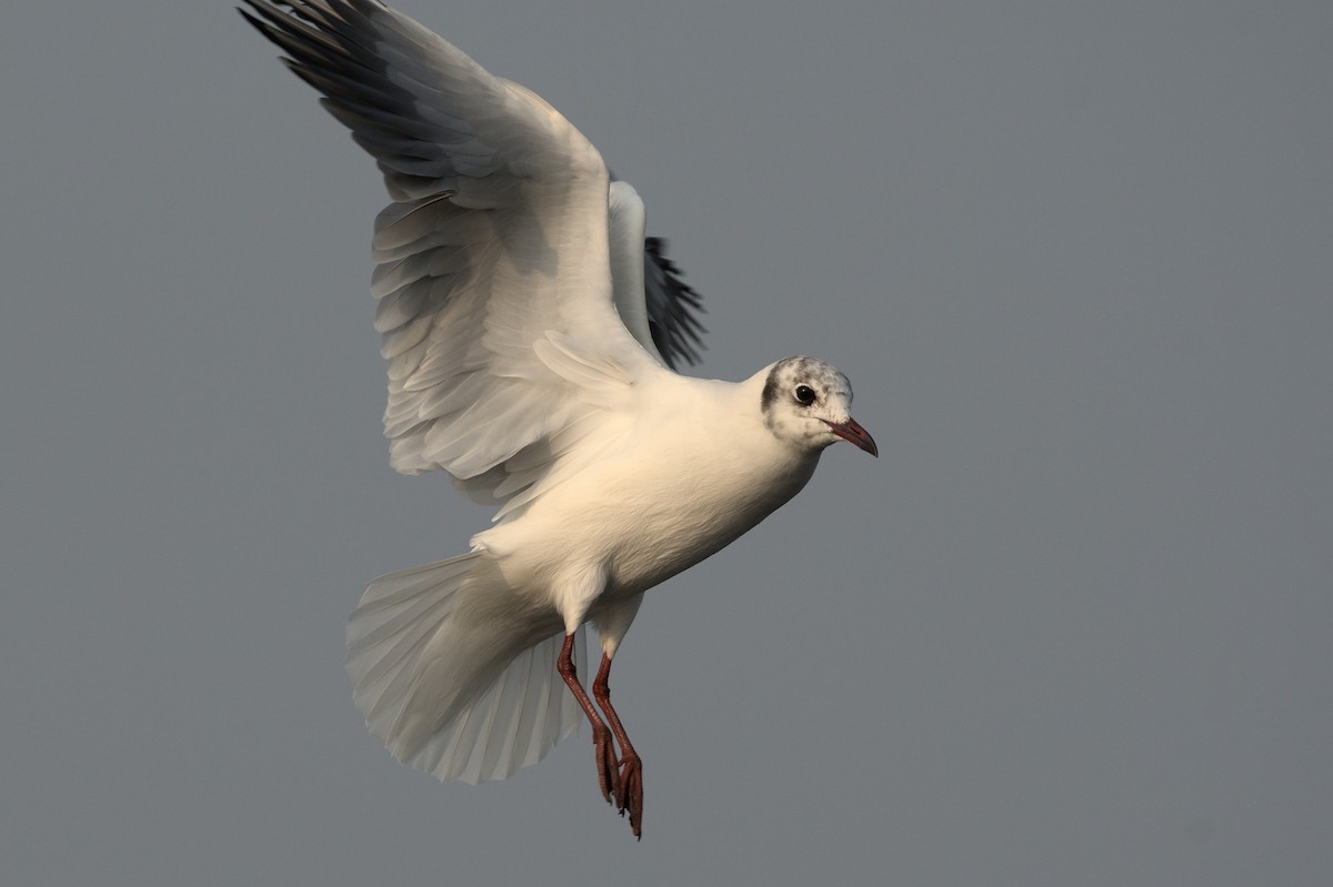 Black-headed Gull - ML407794211