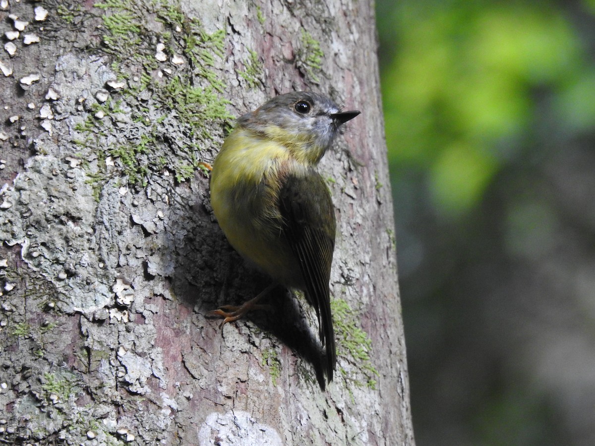 Pale-yellow Robin - ML407794701