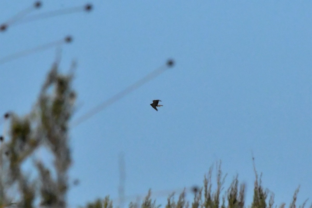 Swamp Harrier - ML407795321