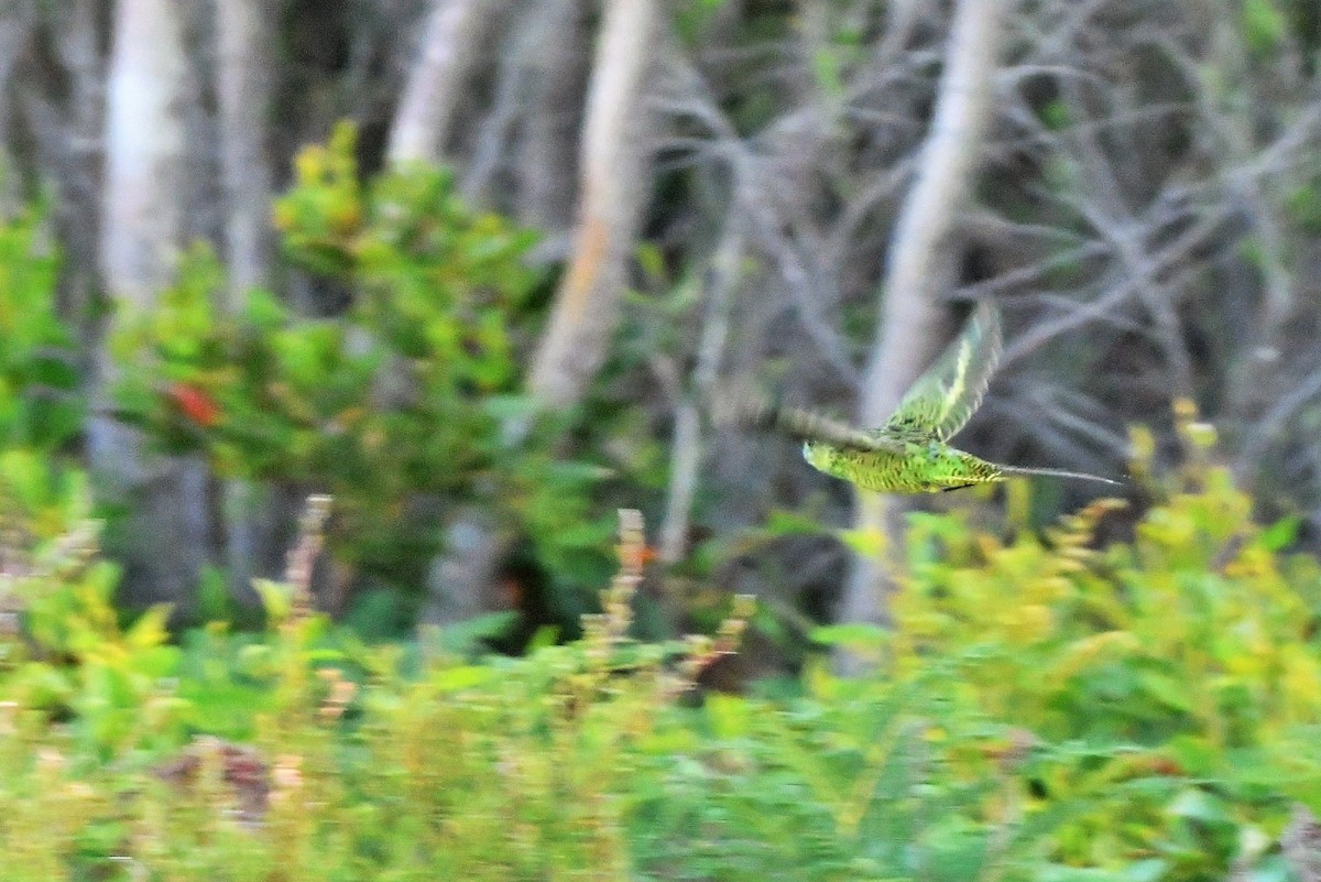 Erdsittich (wallicus) - ML407795361