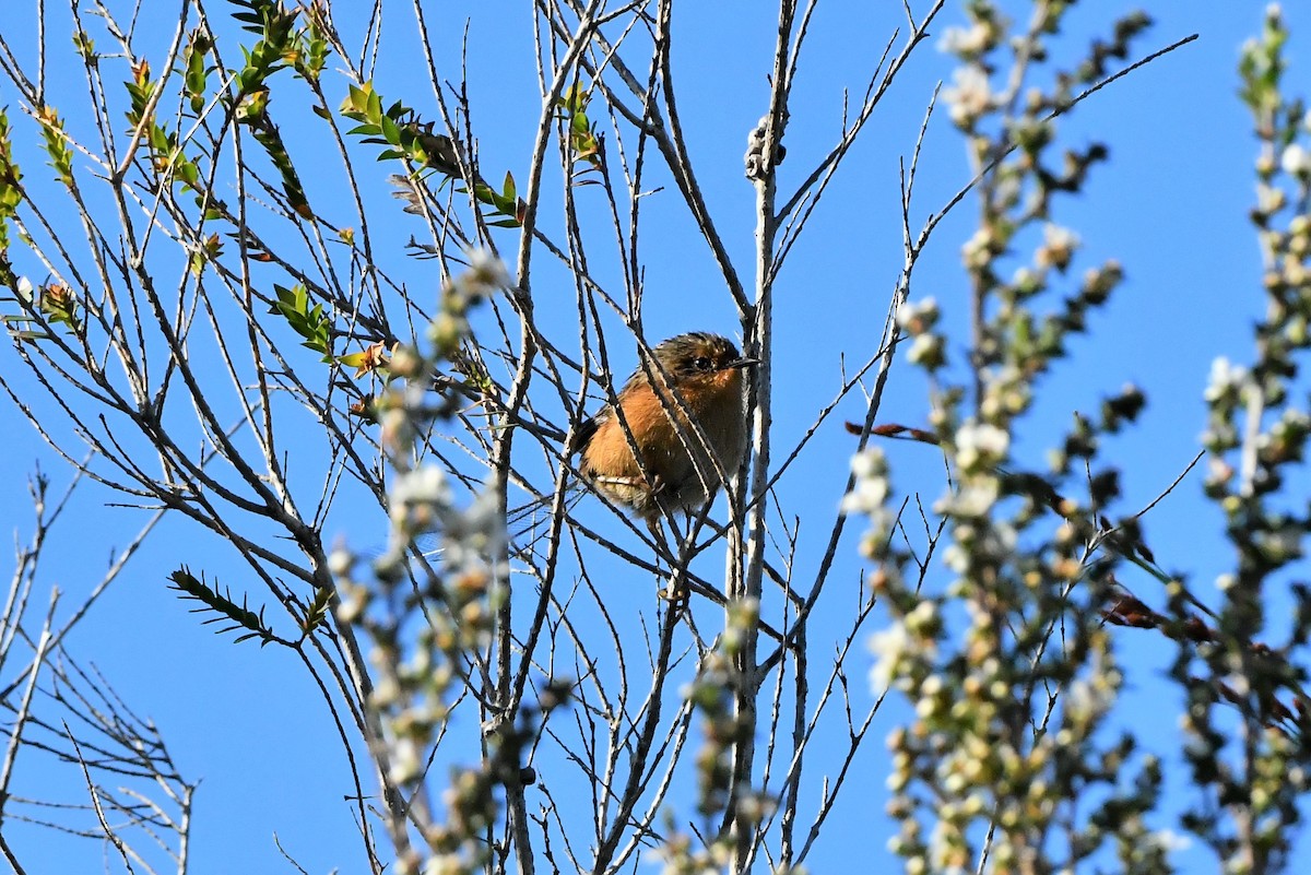 Southern Emuwren - ML407795601