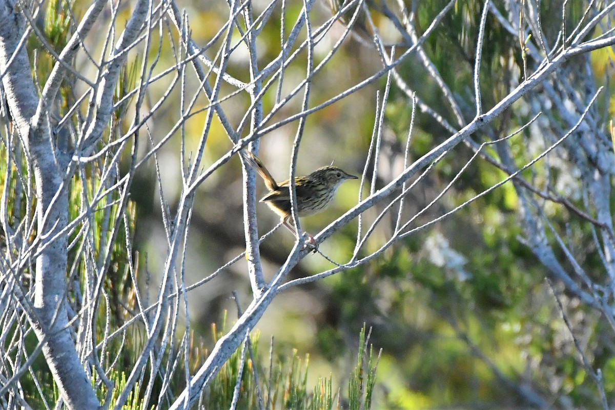 Striated Fieldwren - ML407795661