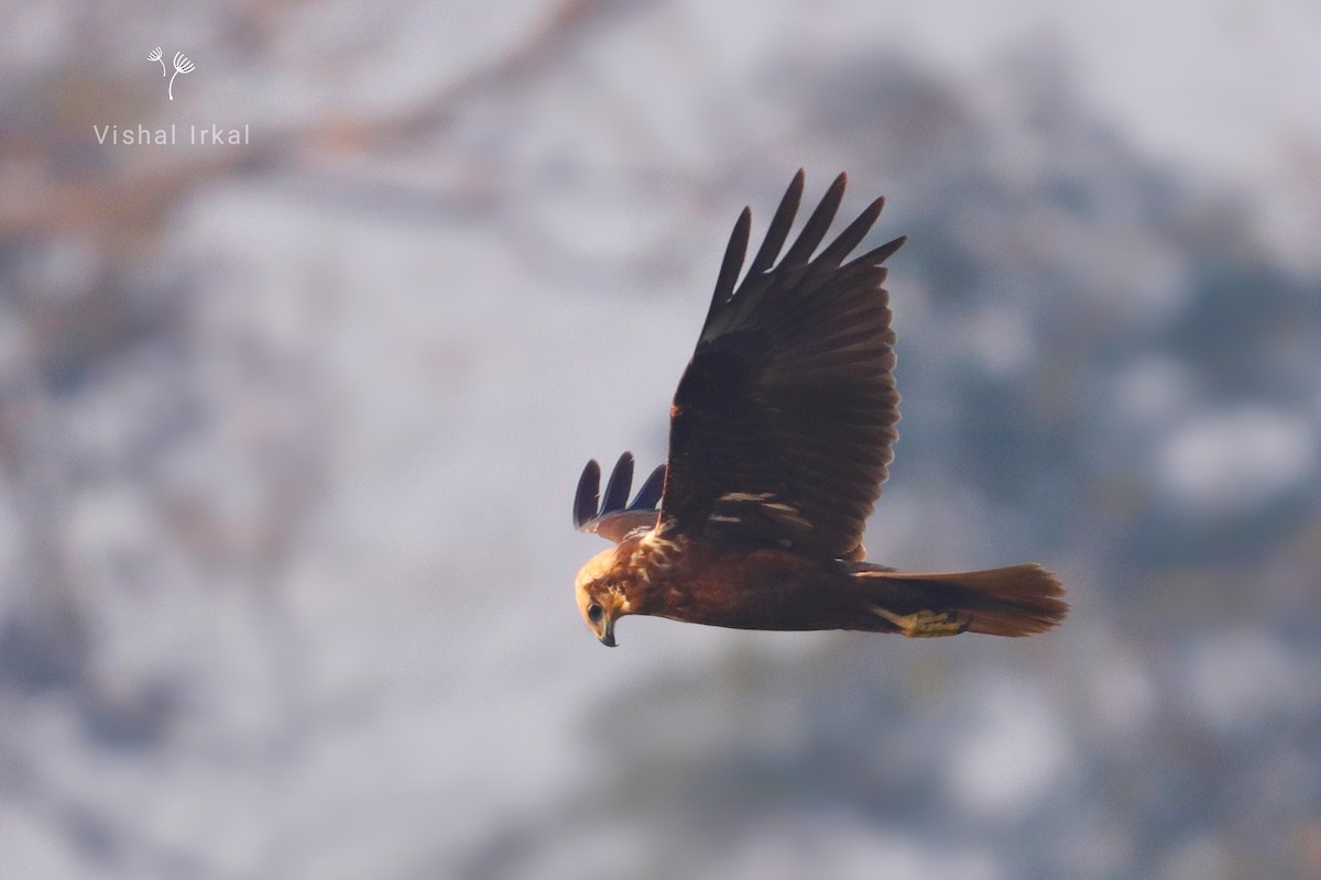 Western Marsh Harrier - ML407796951