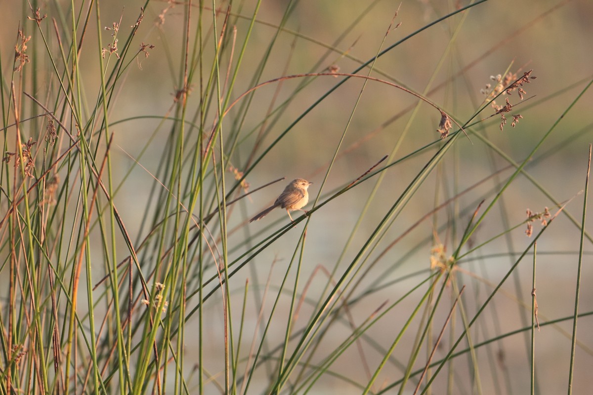 Prinia simple - ML407797111