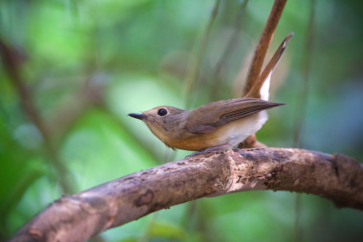 Chinese Blue Flycatcher - Sam Hambly