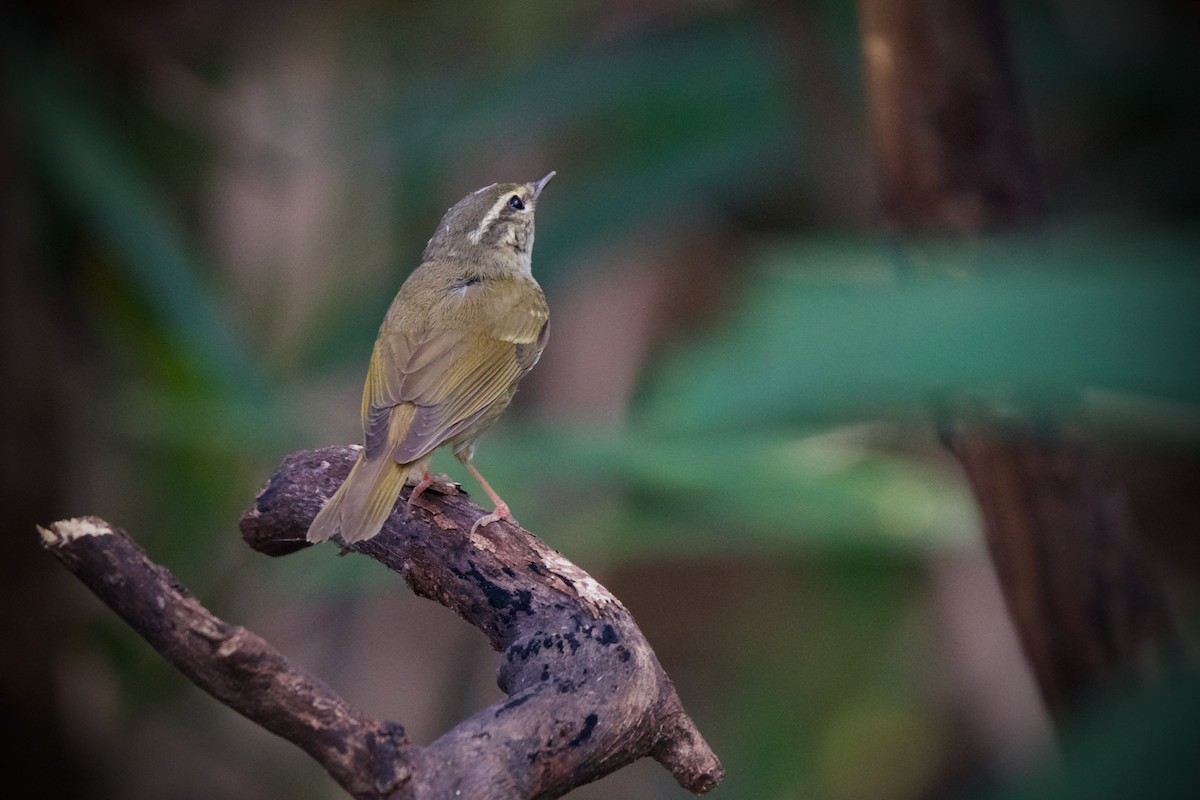 Sakhalin Leaf Warbler - Sam Hambly