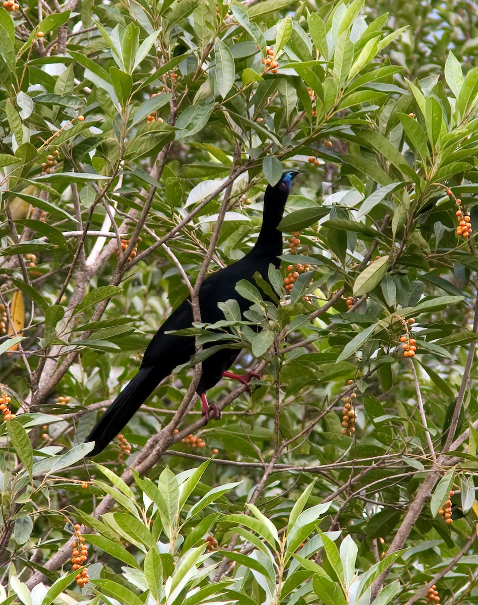 Schwarzguan - ML407800441