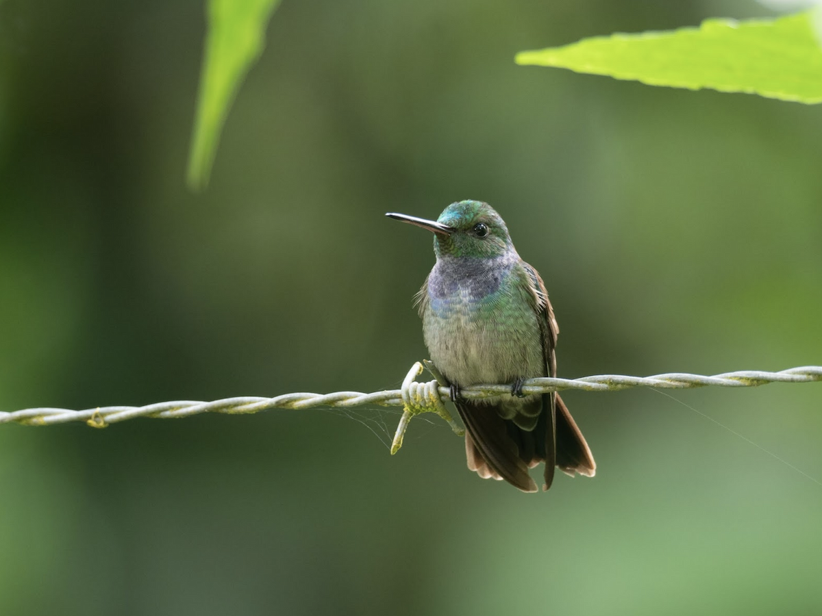 Blue-chested Hummingbird - ML407803651