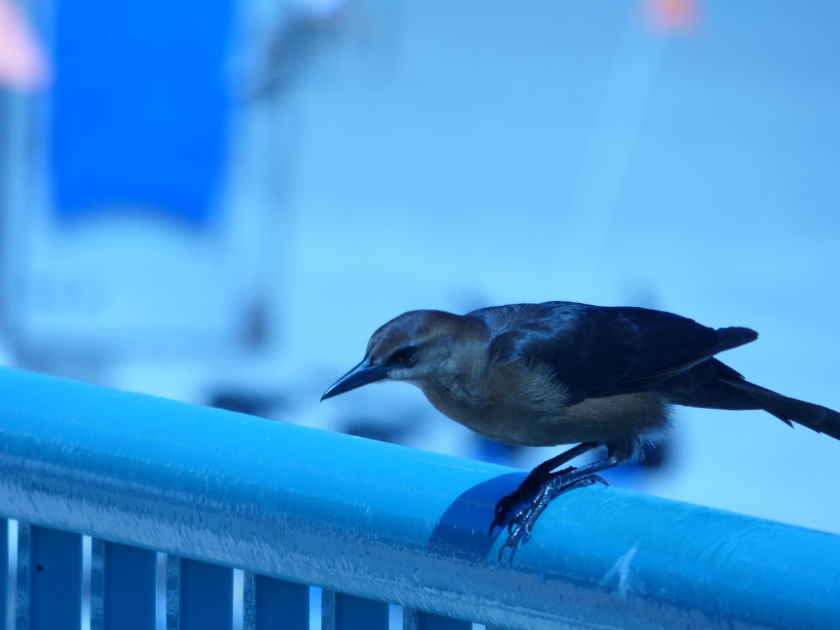 Boat-tailed Grackle - ML40780571
