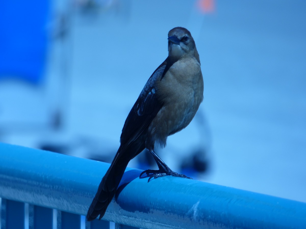 Boat-tailed Grackle - ML40780581