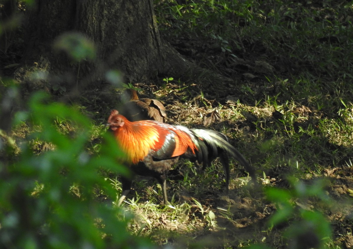 Red Junglefowl - Anonymous