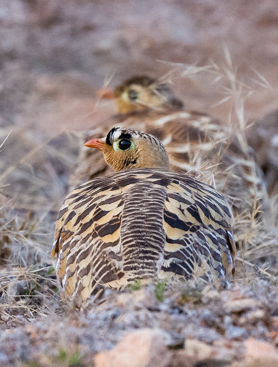 Painted Sandgrouse - ML407809621