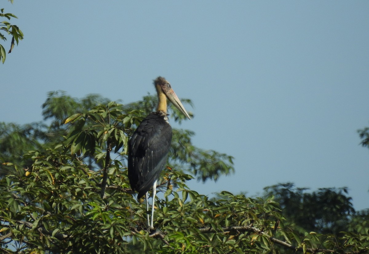 Lesser Adjutant - ML40781001