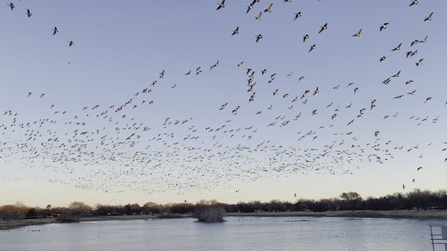 シジュウカラガン（hutchinsii） - ML407810191