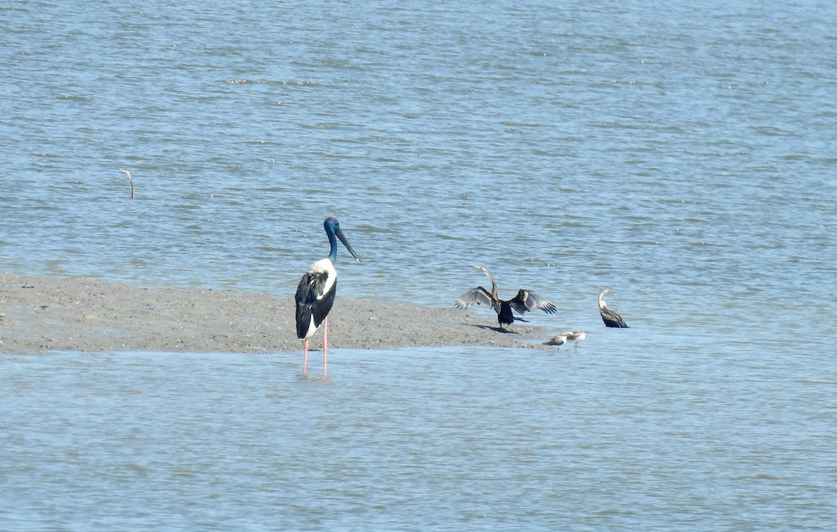 Black-necked Stork - ML40781041