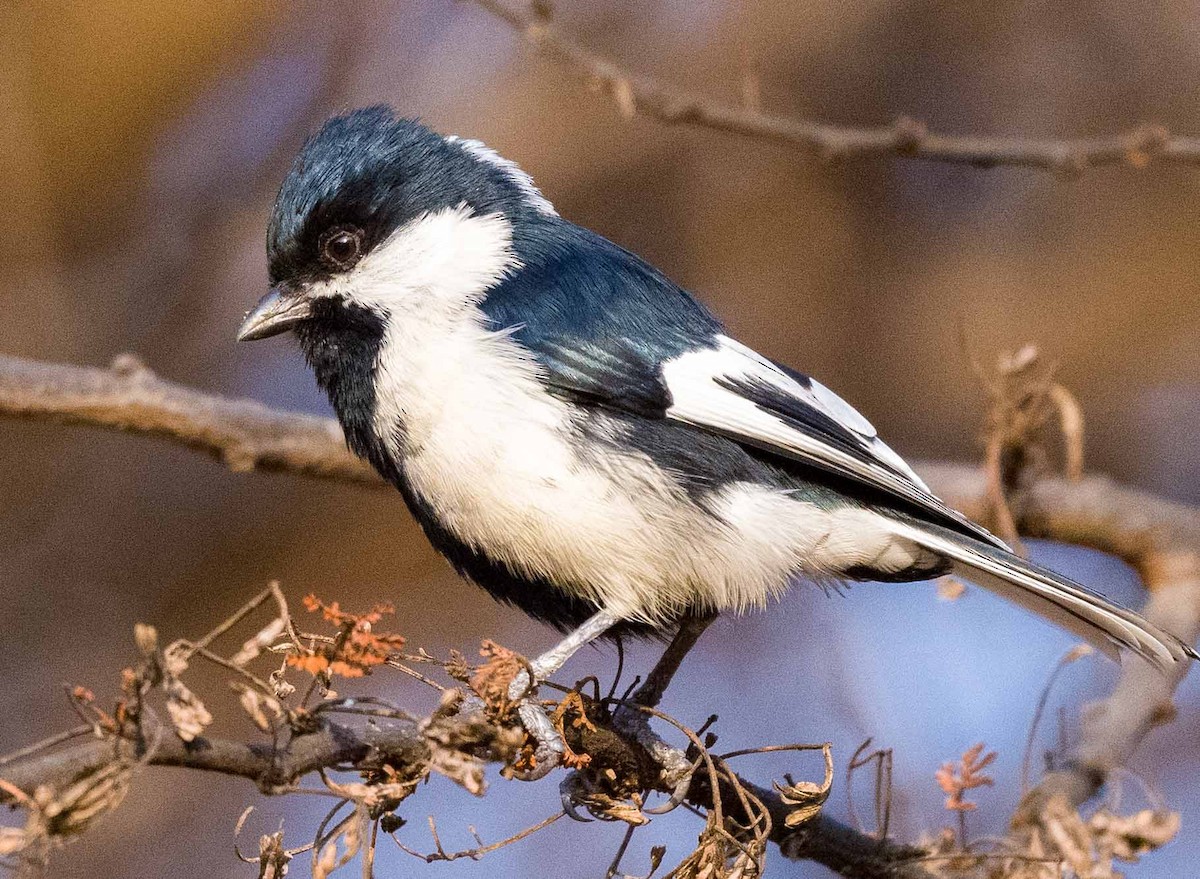White-naped Tit - ML407810611