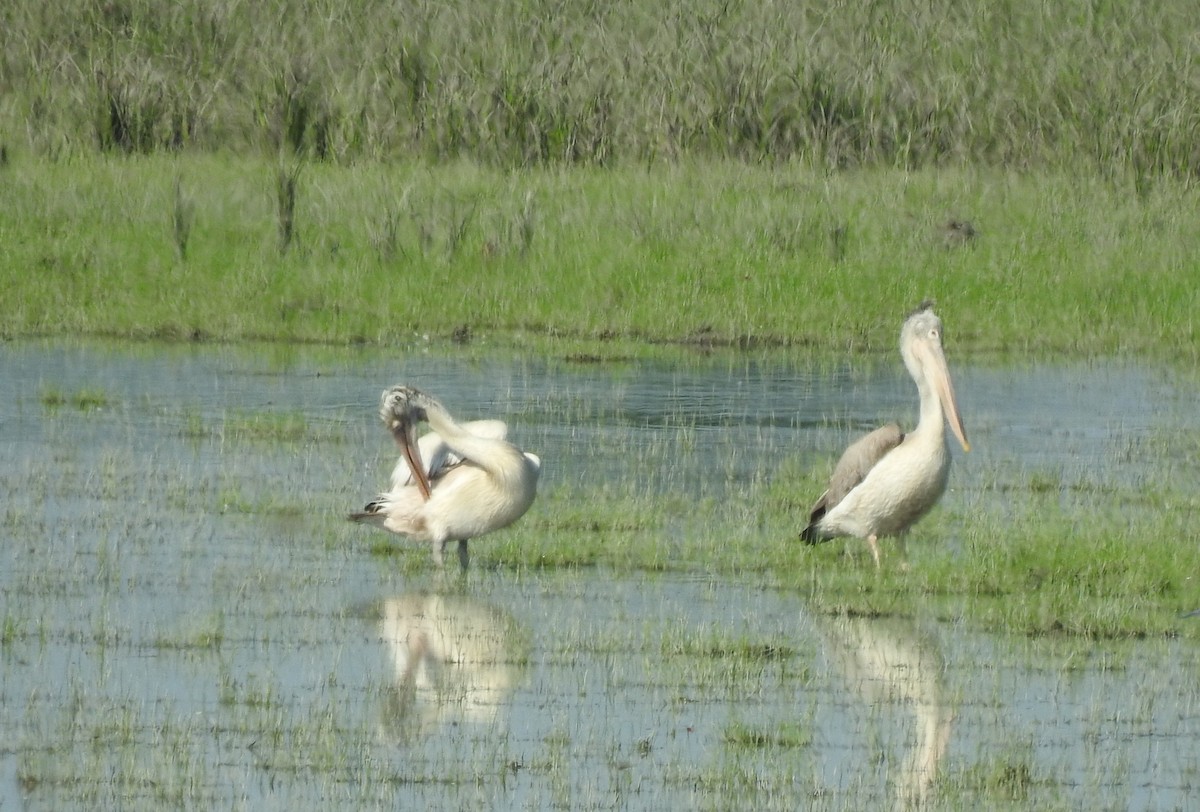 Spot-billed Pelican - ML40781071