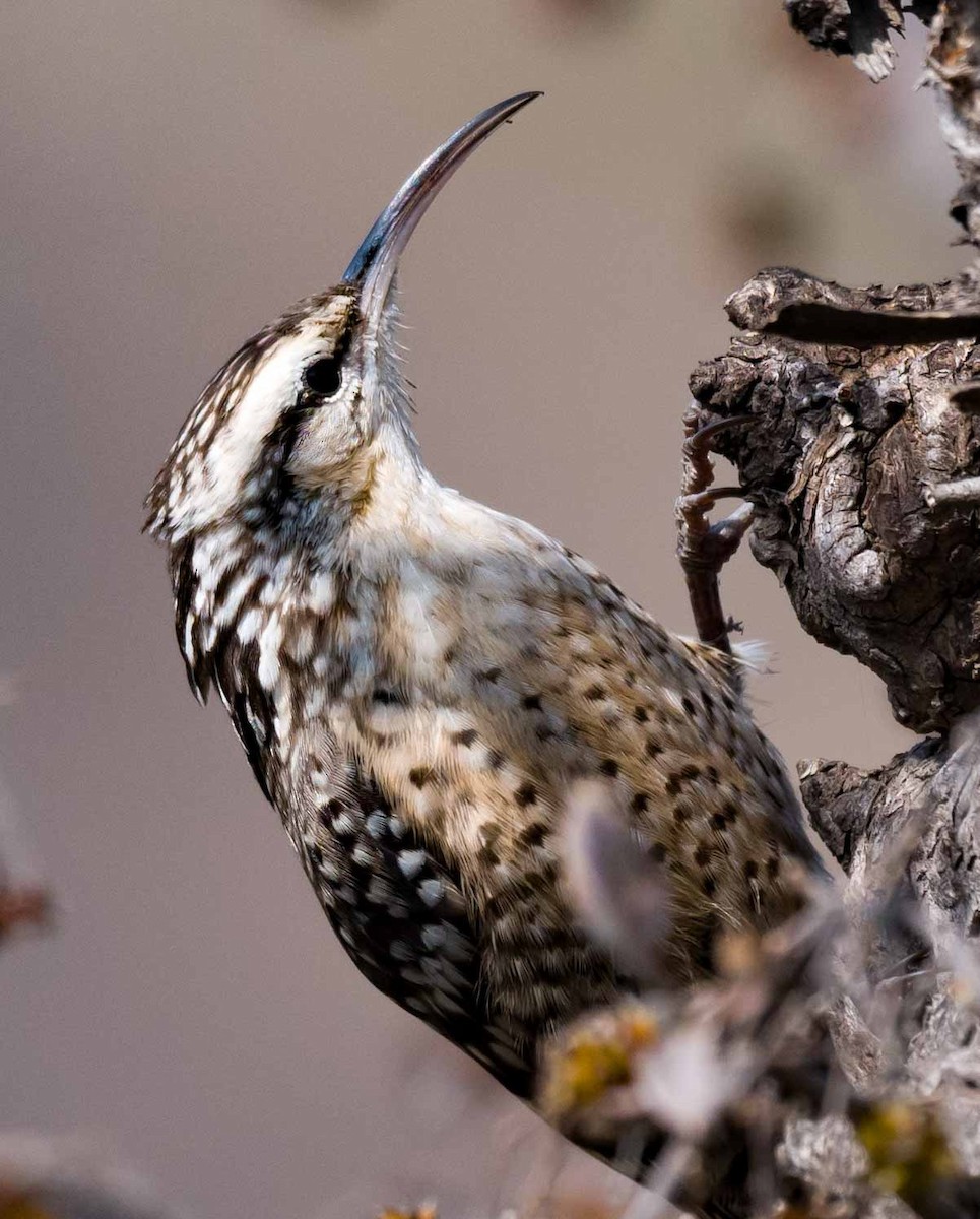Indian Spotted Creeper - ML407810721