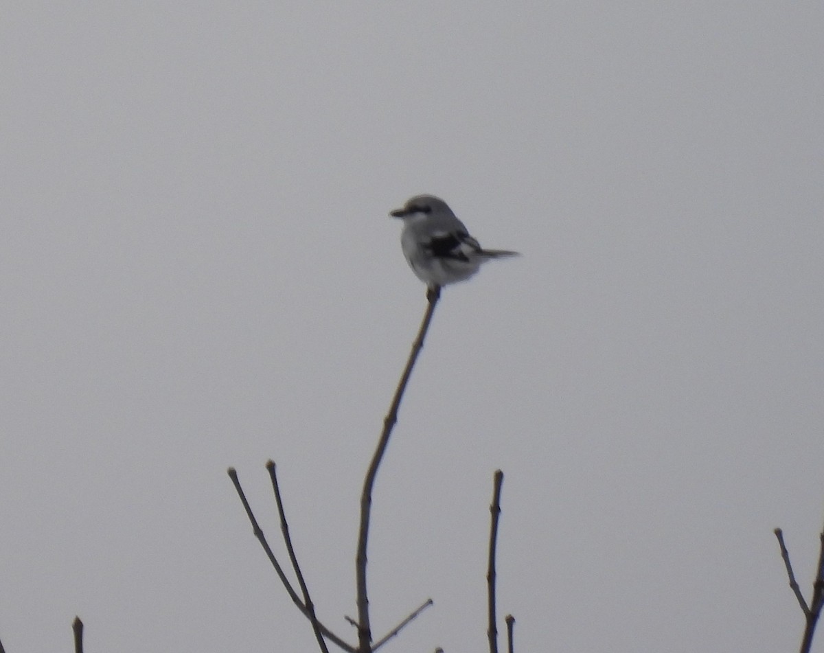 Northern Shrike - ML407810911