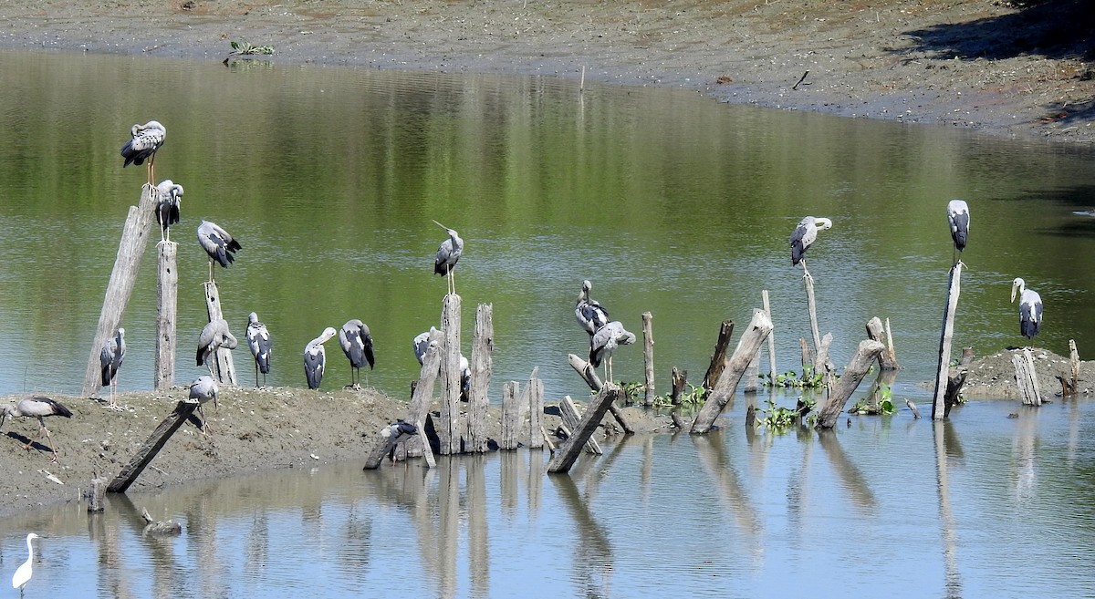 Asian Openbill - Anonymous