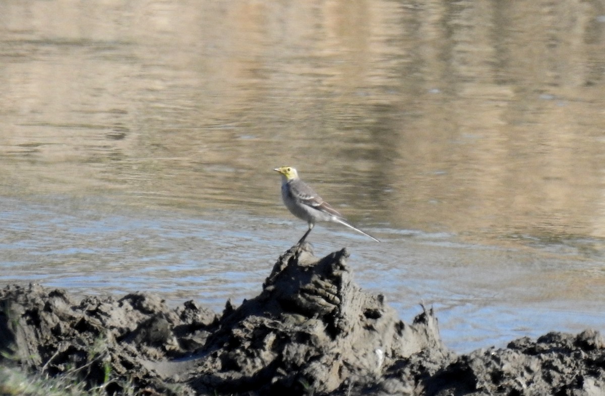 Citrine Wagtail - ML40781351