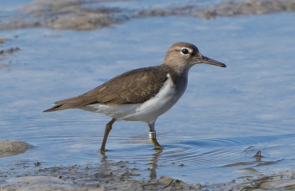 Spotted Sandpiper - ML407814071