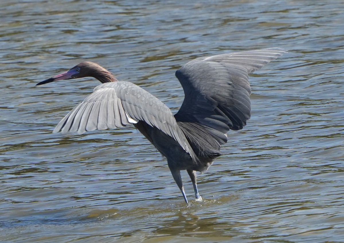 Reddish Egret - ML407814381