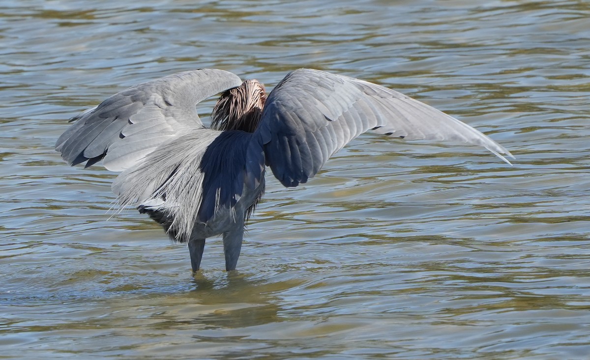 Reddish Egret - ML407814751