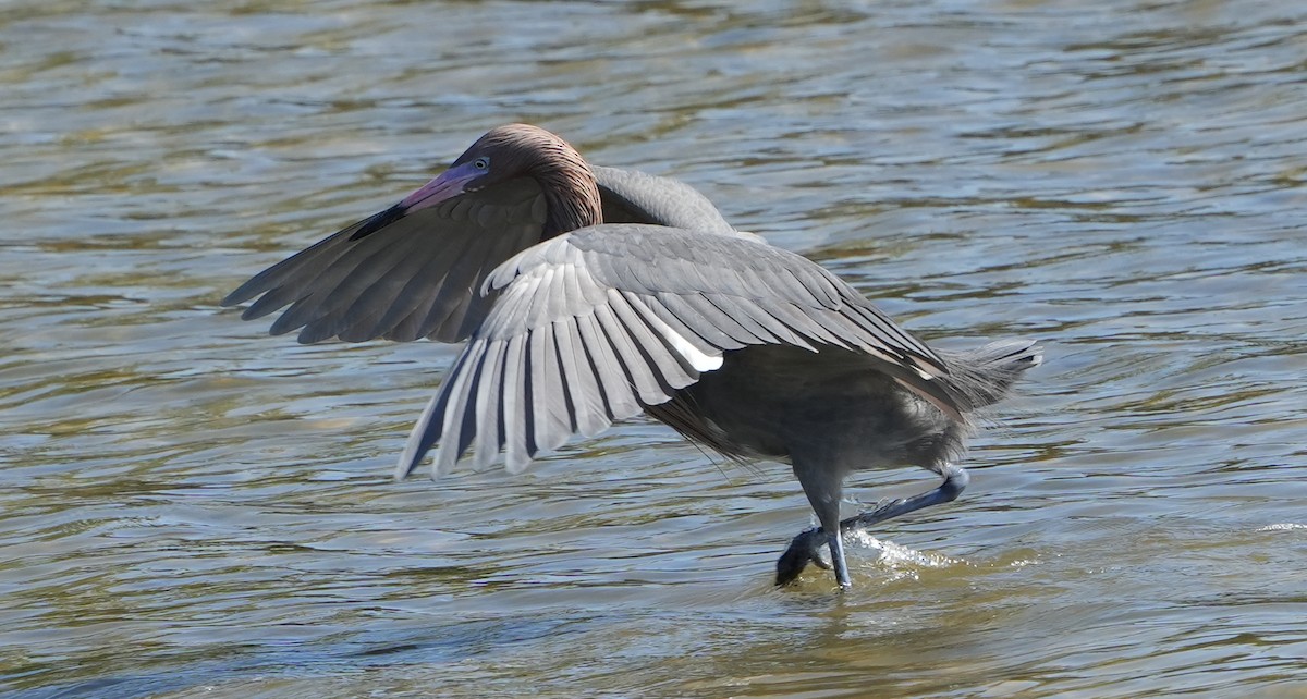 Reddish Egret - ML407814971