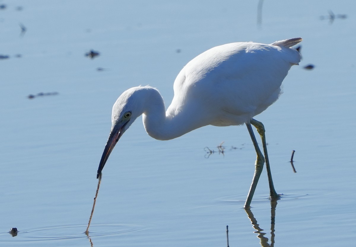 Little Blue Heron - ML407815261