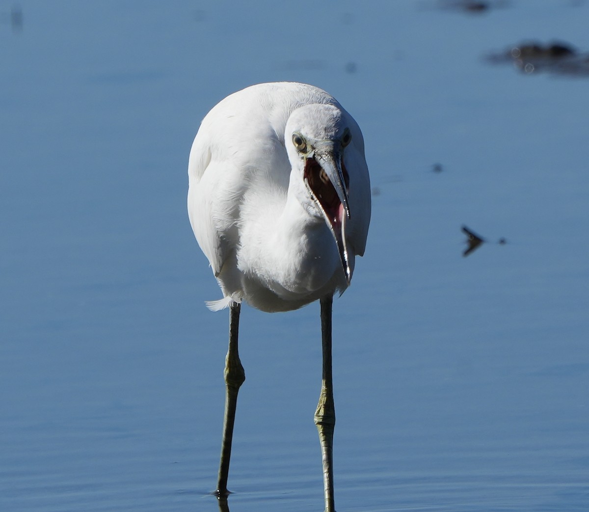 Little Blue Heron - ML407815351