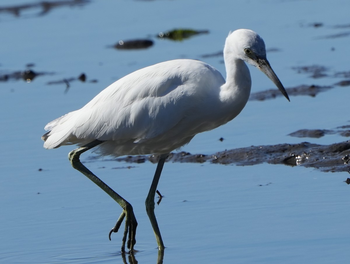 Little Blue Heron - ML407815491