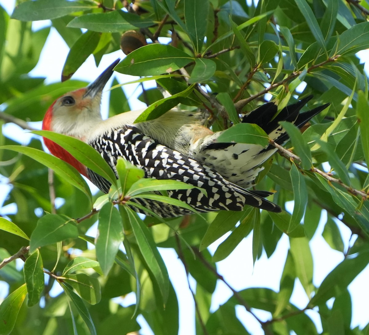 Red-bellied Woodpecker - ML407815781