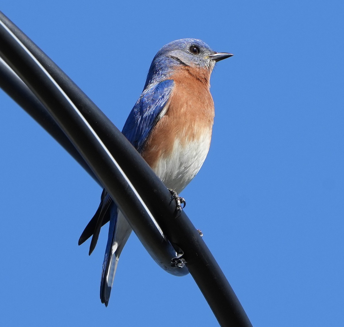 Eastern Bluebird - ML407815911