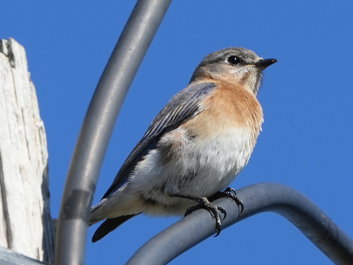 Eastern Bluebird - ML407815981