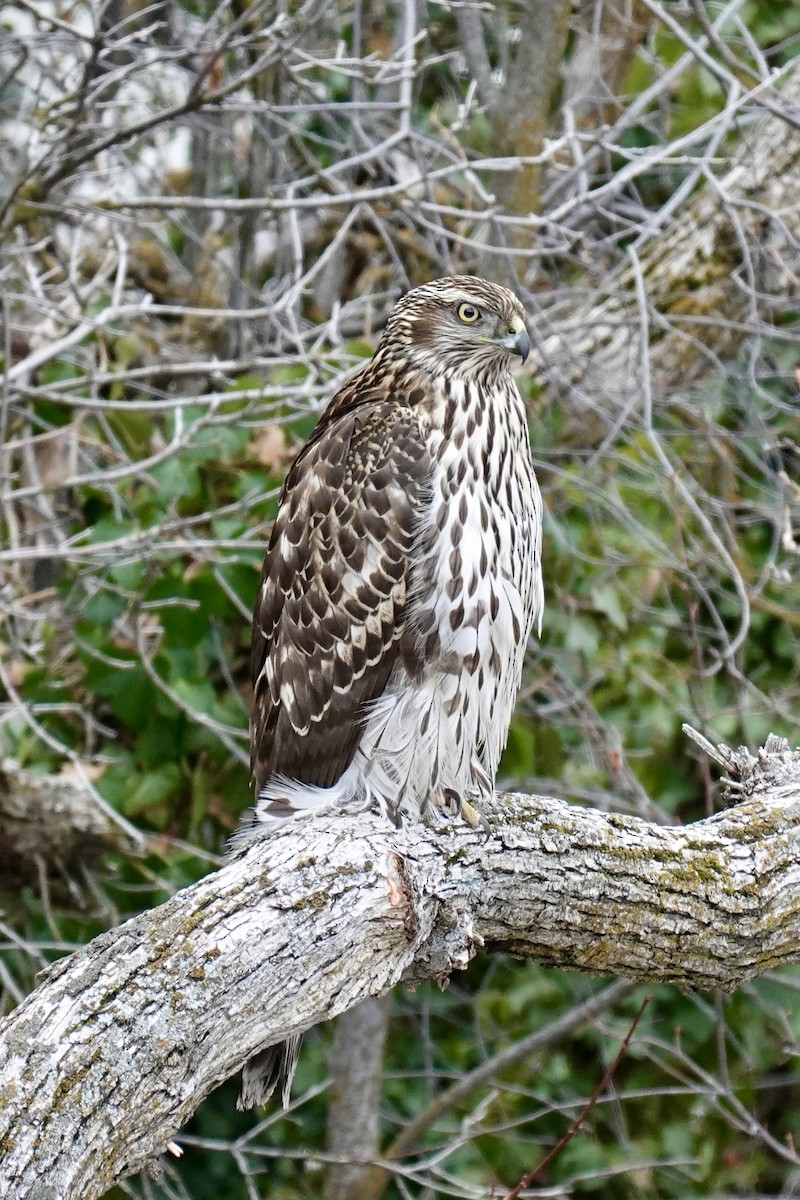 American Goshawk - ML407817671
