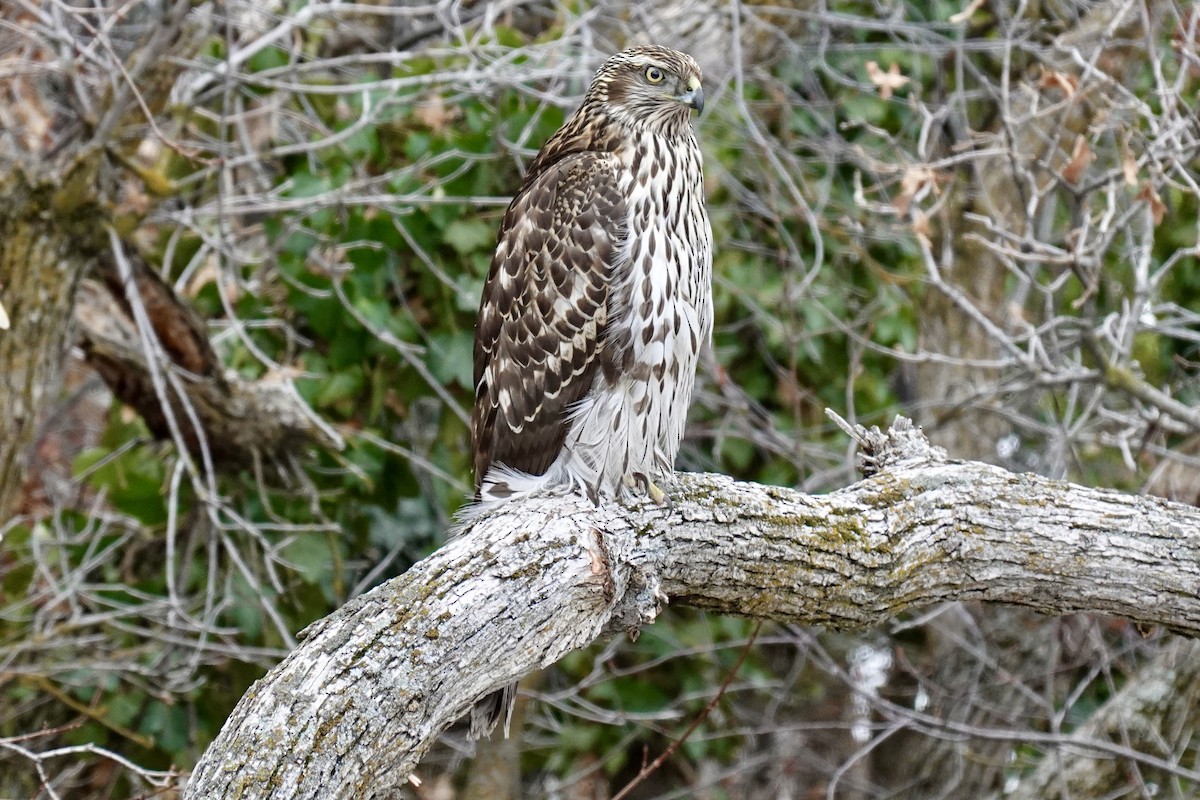 American Goshawk - ML407817681