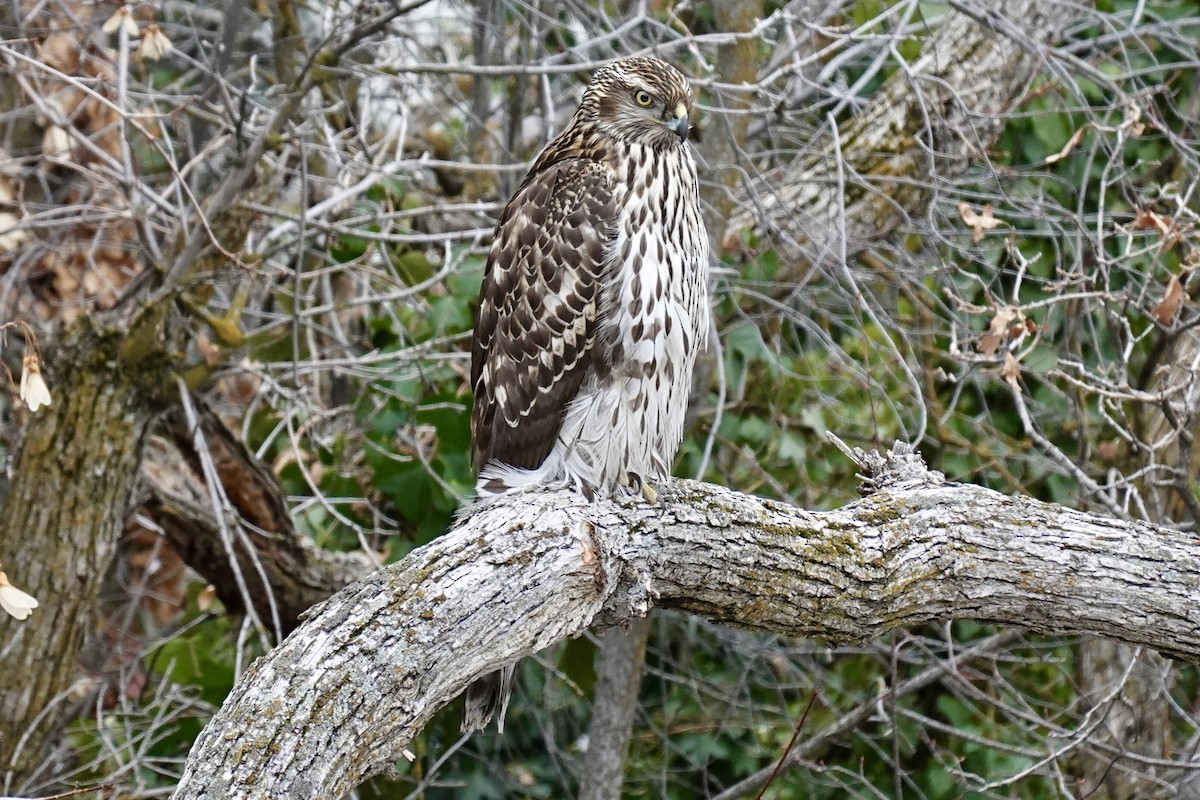 American Goshawk - ML407817691