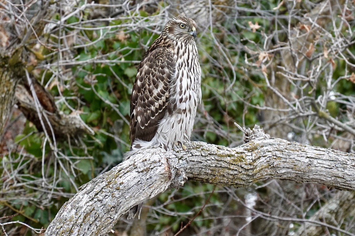 American Goshawk - ML407817711
