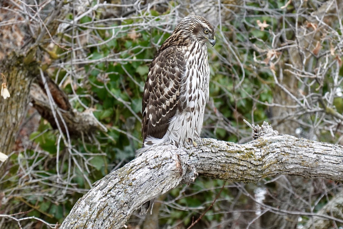 American Goshawk - ML407817731