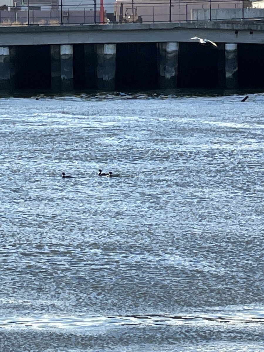 Red-breasted Merganser - ML407818511