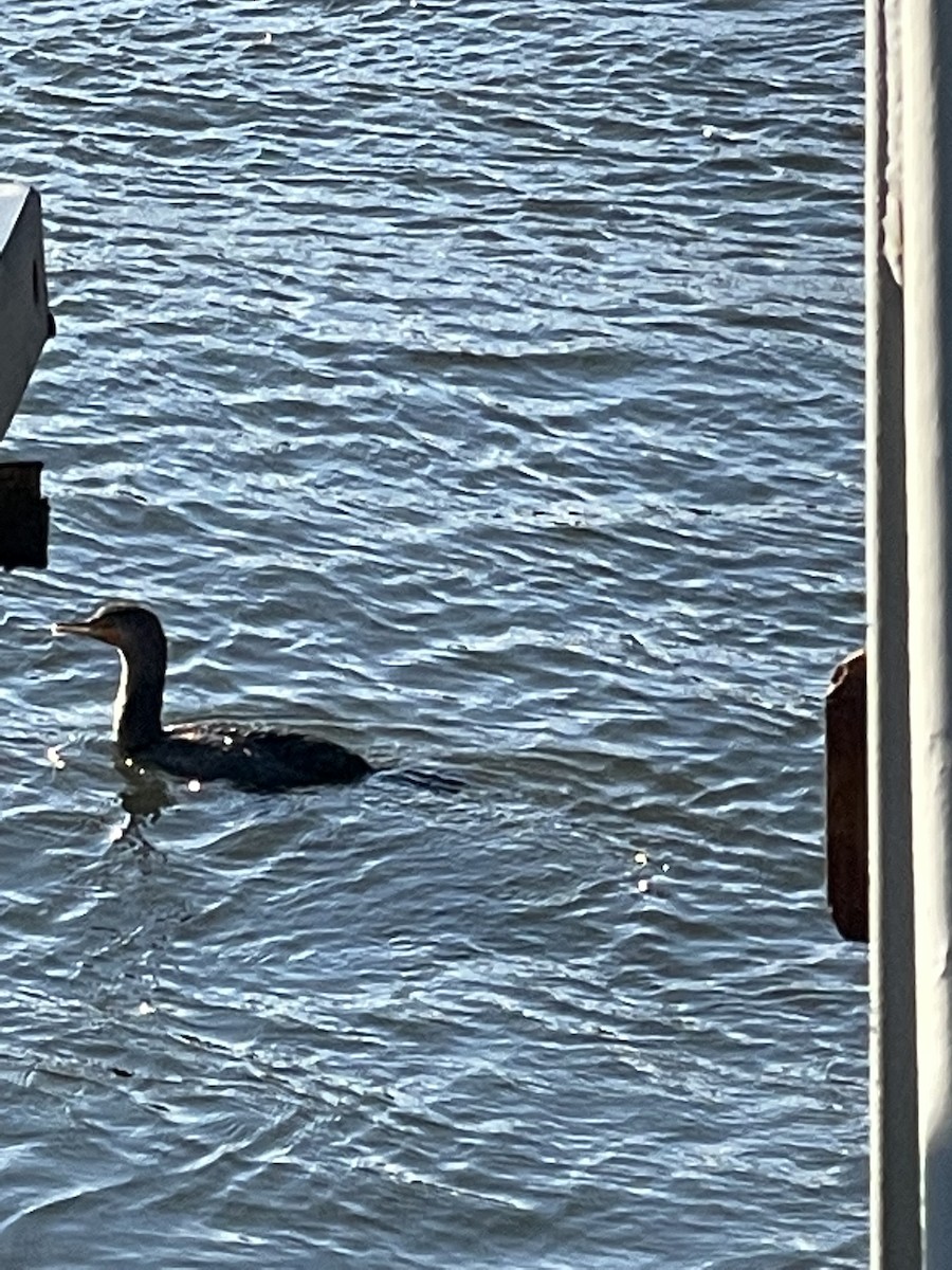 Double-crested Cormorant - Marcella Durand