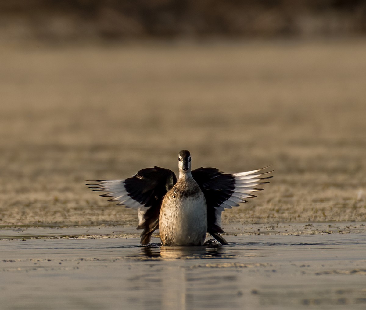 Cotton Pygmy-Goose - ML407818571