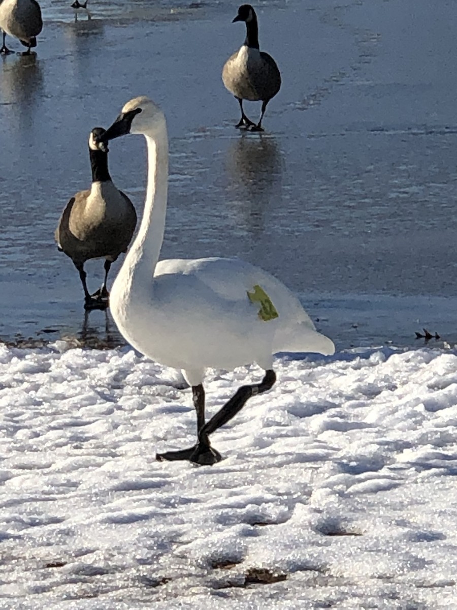 Trumpeter Swan - ML407818721