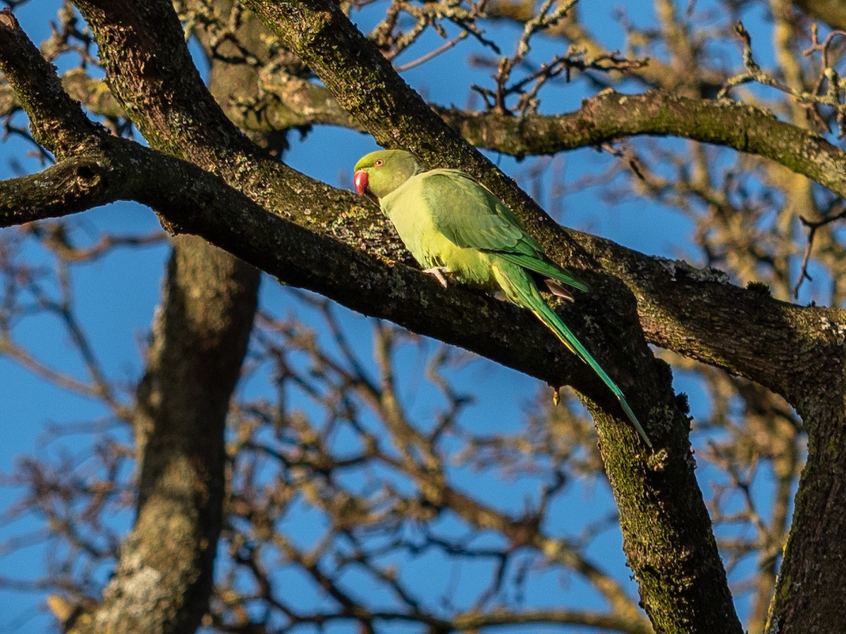 Rose-ringed Parakeet - ML407819011