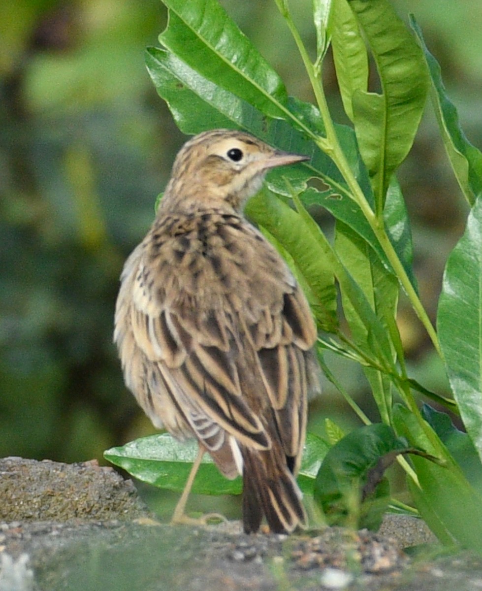 Blyth's Pipit - ML407820551