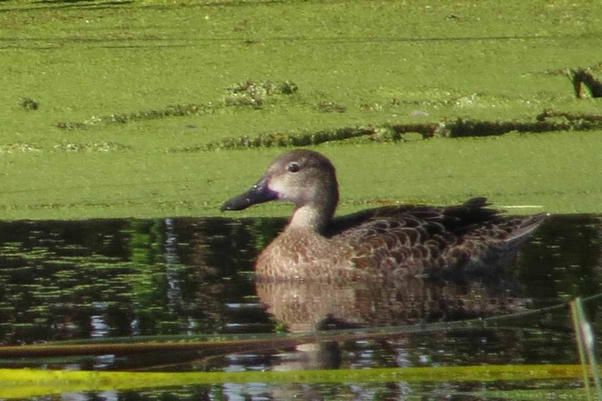 Blue-winged Teal - ML407820581