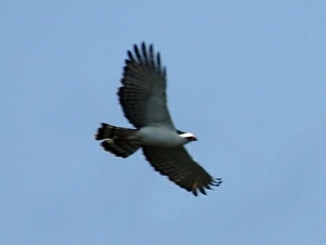 Black-and-white Hawk-Eagle - ML407821261