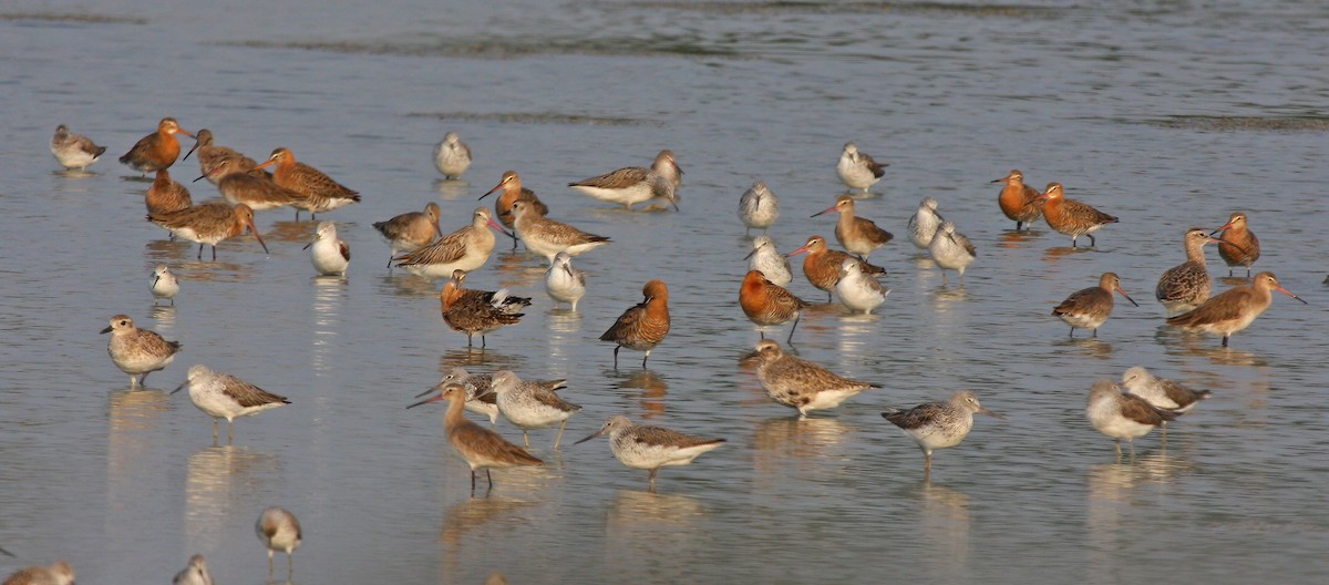 Black-tailed Godwit - ML407822151