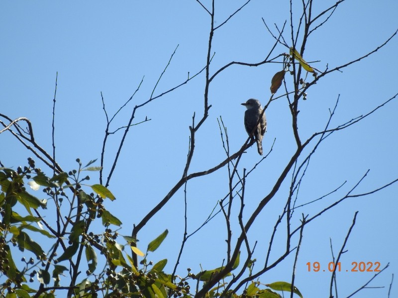 Scissor-tailed Flycatcher - ML407822411